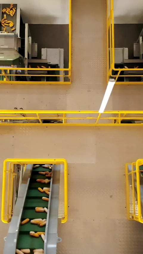 Corn. corn seeds production. Corn processing factory. an enterprise for the Stock Footage 309096393