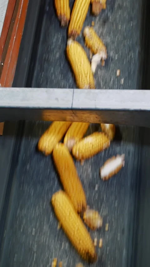 Corn. corn seeds production. Corn processing factory. an enterprise for Stock Footage 311638293