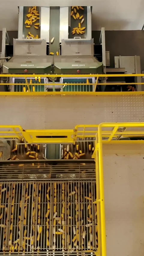Corn. corn seeds production. Corn processing factory. an enterprise for the Stock Footage 313448493