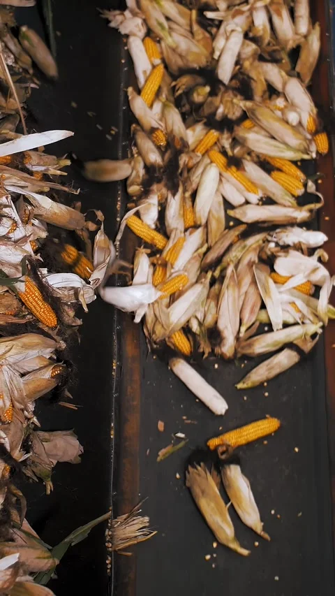 Corn. corn seeds production. Corn processing factory. an enterprise for Stock Footage 314324217