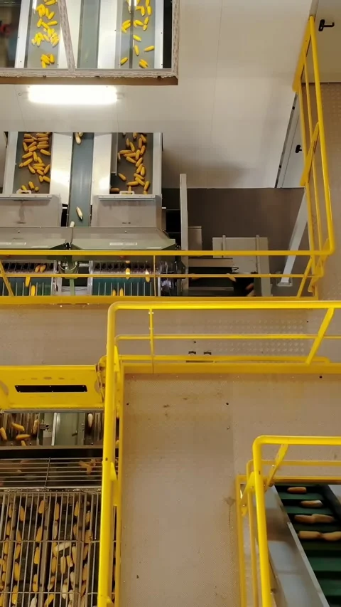Corn. corn seeds production. Corn processing factory. an enterprise for the Stock Footage 314324291