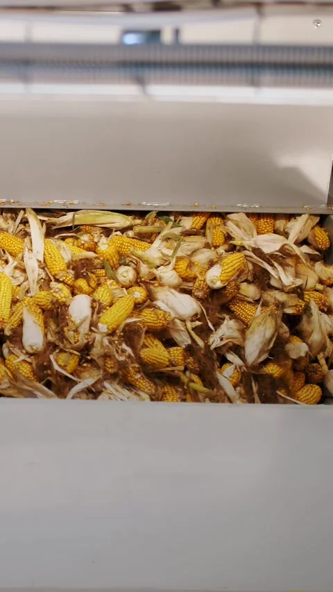 Corn. corn seeds production. Corn processing factory. an enterprise for Stock Footage 314432391