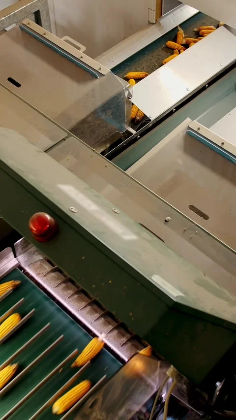 Corn. corn seeds production. Corn processing factory. an enterprise for Stock Footage 314432442