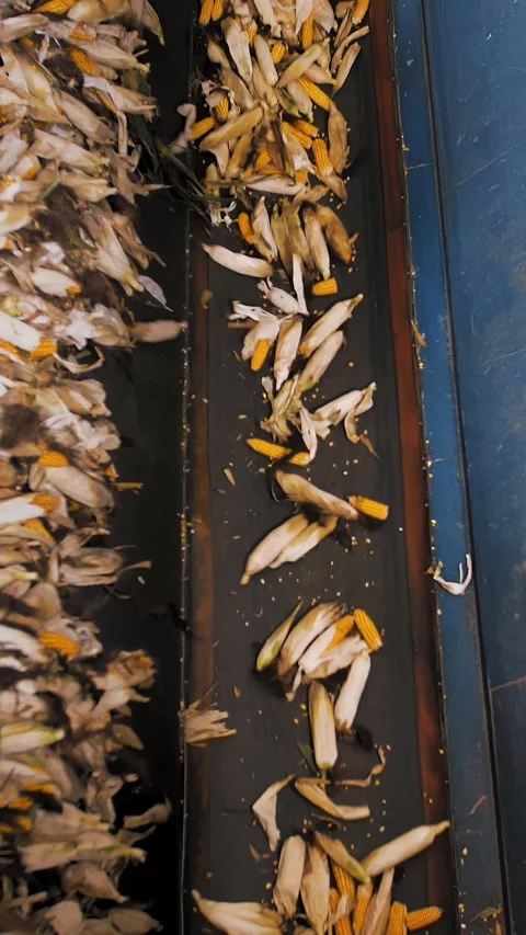 Corn. corn seeds production. Corn processing factory. an enterprise for Stock Footage 314787221