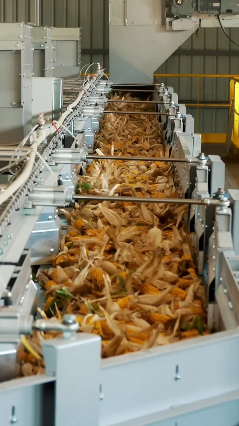 Corn. corn seeds production. Corn processing factory. an enterprise for Stock Footage 314888338