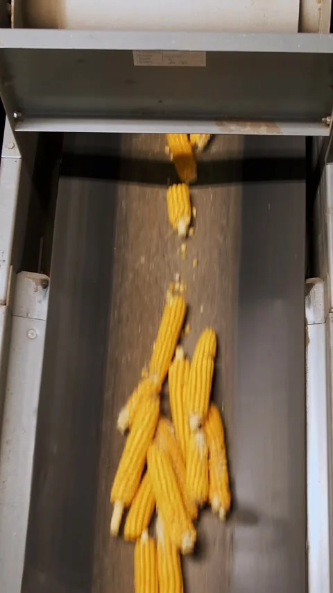 Corn. corn seeds production. Corn processing factory. an enterprise for Stock Footage 315441436