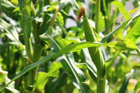 Corn on the corn tree in the garden Foto stock