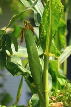 Corn on the corn tree in the garden Stock Photos