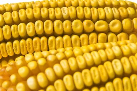 Corn Corncob Stock Photos
