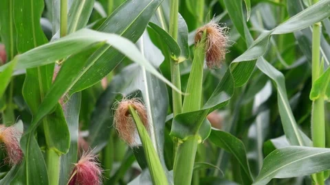 Corn in a cornfield 4k 25fps video Stock Footage 316919950