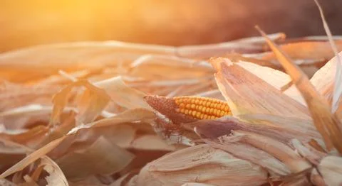 Corn on a cornfield in the evening Stock Photos