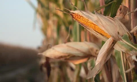 Corn on a cornfield in the evening Stock Photos