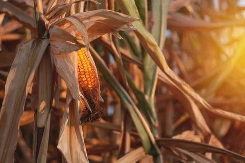 Corn on a cornfield in the evening Stock Photos
