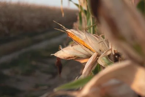 Corn on a cornfield in the evening Stock Photos