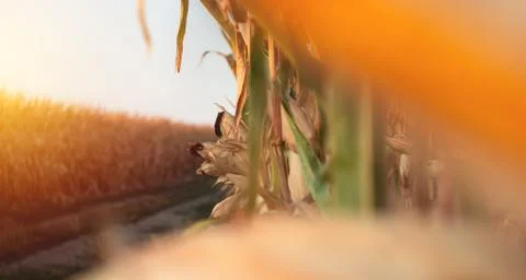 Corn on a cornfield in the evening Stock Photos