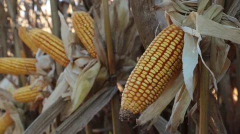 Corn in cornfield 库存影片 51240280