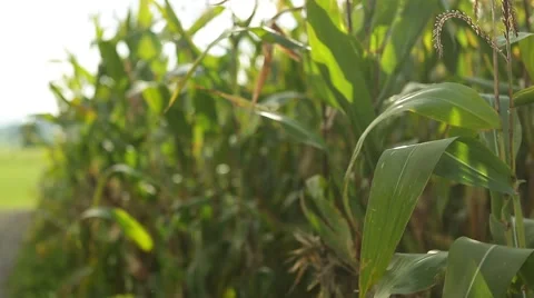 Corn in a cornfield before harvesting take 1 of 14 Stock Footage 45487894