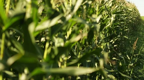 Corn in a cornfield before harvesting take 10 of 14 Stock Footage 45497424