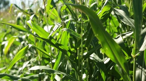 Corn in a cornfield before harvesting take 11 of 14 Stock Footage 45497239