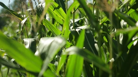 Corn in a cornfield before harvesting take 12 of 14 Stock Footage 45497859