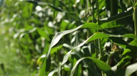 Corn in a cornfield before harvesting take 13 of 14 Stock Footage 45497682