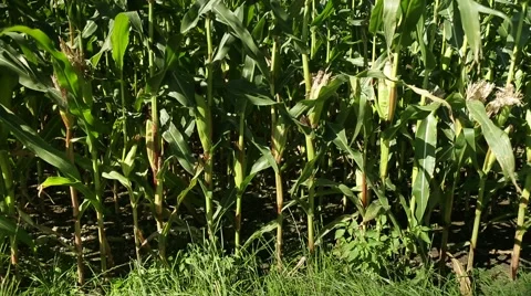 Corn in a cornfield before harvesting take 14 of 14 Stock Footage 45497412