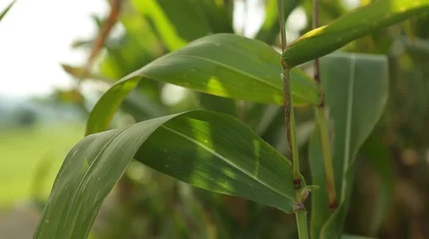 Corn in a cornfield before harvesting take 2 of 14 Stock Footage 45484987