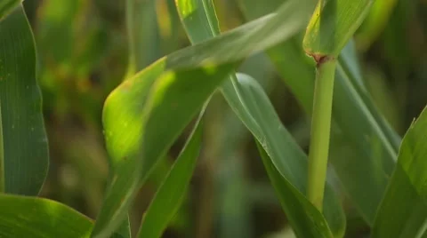 Corn in a cornfield before harvesting take 4 of 14 Stock Footage 45487687
