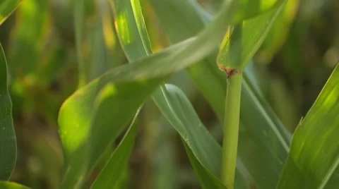 Corn in a cornfield before harvesting take 5 of 14 Stock Footage 45488955