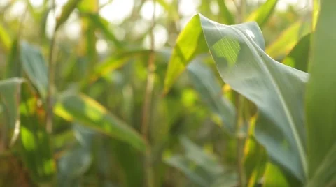 Corn in a cornfield before harvesting take 6 of 14 Stock Footage 45488692