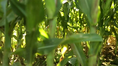 Corn in a cornfield before harvesting take 7 of 14 Stock Footage 45497560