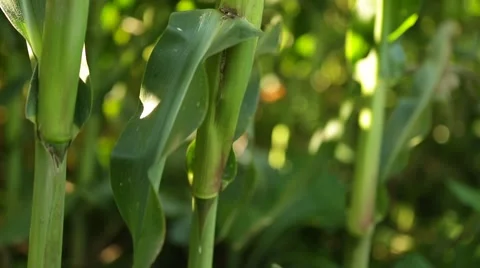 Corn in a cornfield before harvesting take 8 of 14 Stock Footage 45497979