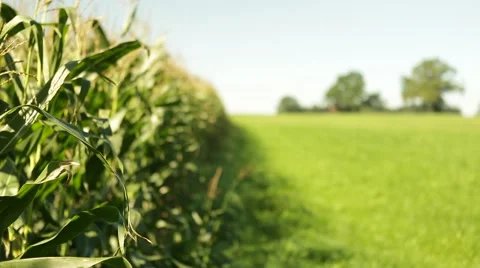 Corn in a cornfield before harvesting take 9 of 14 Stock Footage 45497146