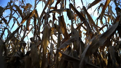 Corn in cornfields stock footage Stock Footage 166875956