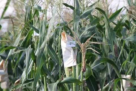 Corn Covered by a Bag Stock Photos