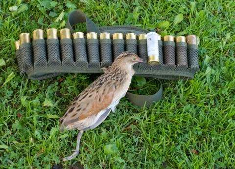 Corn-crake and ammunition belt. Stock Photos