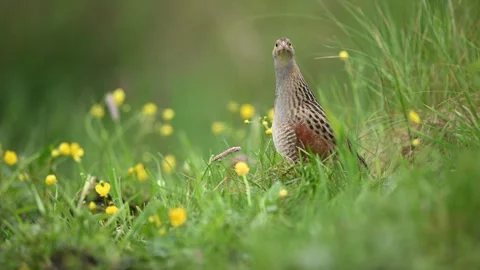 Corn crake bird ( Crex crex ) Stock Footage 248349503