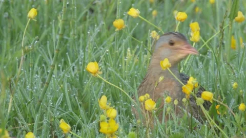 Corn crake bird makes its way through the thickets of grass with dew. Crex crex Stock Footage 196986206