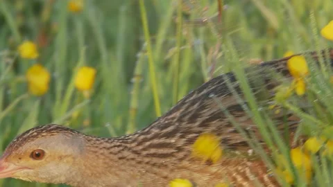 Corn crake bird makes its way through the thickets of grass with dew. Crex crex Stock Footage 197112068