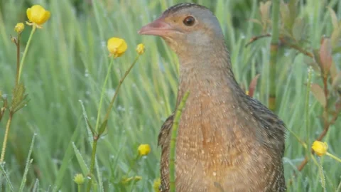 Corn crake bird makes its way through the thickets of grass with dew. Crex crex Stock Footage 197112108