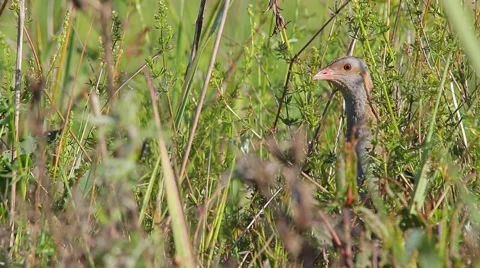 Corn Crake bird mating call, male song, birds sounds Stock Footage 68706740