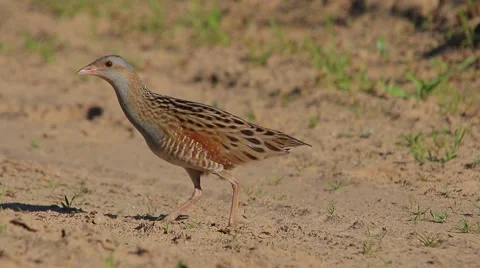Corn Crake bird mating call, male song, birds sounds Stock Footage 68707977
