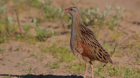 Corn Crake bird mating call, male song, birds sounds Stock Footage 68708909