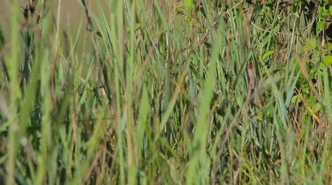 Corn Crake bird mating call, male song, birds sounds Stock Footage 68713625