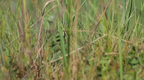 Corn Crake bird mating call, male song, birds sounds Stock Footage 68714220
