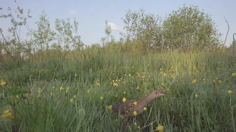 Corn crake, Bird singing in flowering meadow. Lens 24mm, Crex crex Stock Footage 196587012