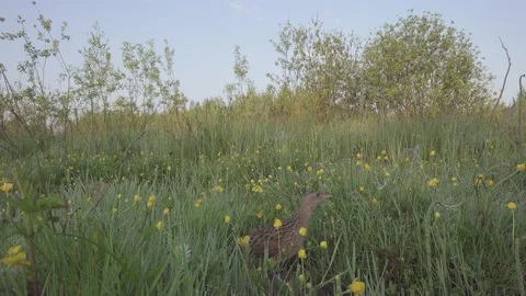 Corn crake, Bird singing in flowering meadow. Lens 24mm, Crex crex Stock Footage 196587207