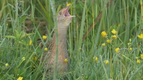 Corn crake bird singing in flowering meadow. Crex crex Stock Footage 196986401