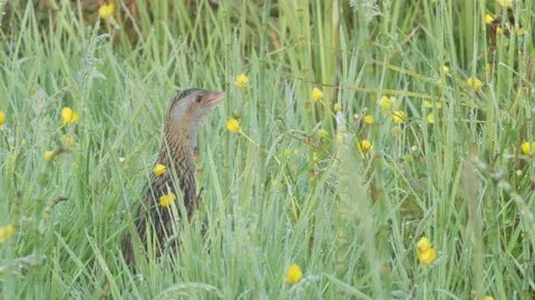 Corn crake bird singing in flowering meadow. Crex crex Stock Footage 196986432