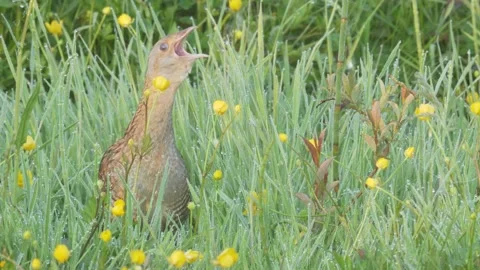Corn crake bird singing in flowering meadow. Crex crex Stock Footage 196989587